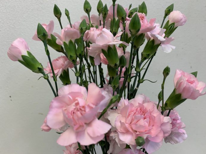 スプレーカーネーション　だいすき