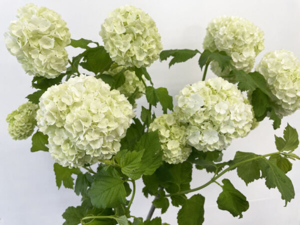 スノーボール（ビブルナム、ビバーナム）