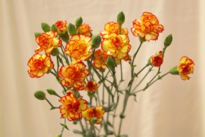 カリンボ　スプレーカーネーション　