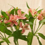 イレーネ　アルストロメリア　