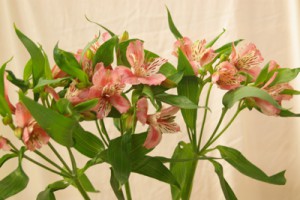 イレーネ　アルストロメリア　