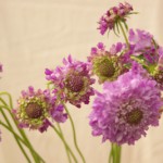 スカビオサ　ラベンダー