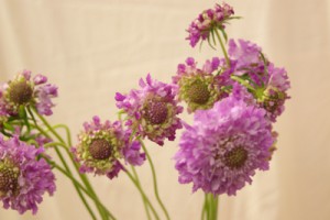 スカビオサ　ラベンダー