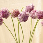 スカビオサ　プリティバイオレット