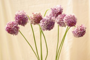 スカビオサ　プリティバイオレット