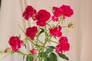 ココット　スプレーバラ（薔薇）　