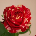 ラナンキュラ　バラ（薔薇）　