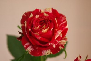 ラナンキュラ　バラ（薔薇）　