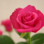 テレサ　バラ（薔薇）　