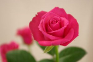 テレサ　バラ（薔薇）　