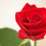 レッドスター バラ(薔薇)