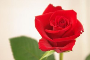 レッドスター　バラ（薔薇）　