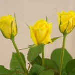 ジュピター　バラ（薔薇）　