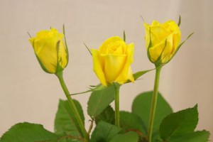 ジュピター　バラ（薔薇）　