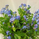 わすれなぐさ（勿忘草）