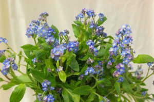 わすれなぐさ（勿忘草）