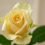 ピーチアバランチェ バラ(薔薇)