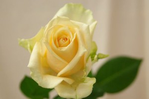 ピーチアバランチェ　バラ（薔薇）　