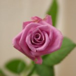 デリーラ　バラ（薔薇）　