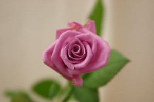 デリーラ　バラ（薔薇）　