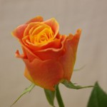 マナナ バラ(薔薇)