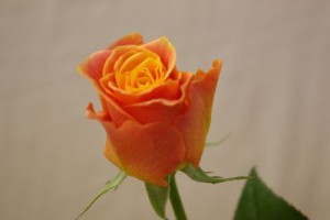 マナナ　バラ（薔薇）　