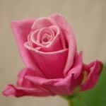 シルバナスペック　バラ（薔薇）