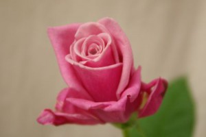 シルバナスペック　バラ（薔薇）