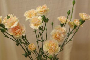 イリュージョン　スプレーカーネーション