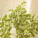 ピットスポルム|ピットスポラム