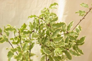 ピットスポルム｜ピットスポラム