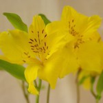 アモール　アルストロメリア