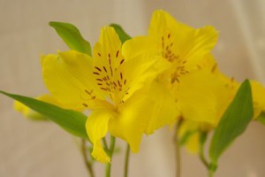 アモール　アルストロメリア