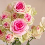 ミミエデン　スプレーバラ（薔薇）