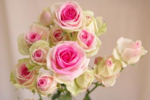 ミミエデン　スプレーバラ（薔薇）