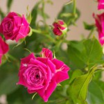 プロフェシー スプレーバラ(薔薇)