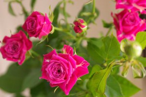 プロフェシー　スプレーバラ（薔薇）