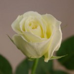 ティネケ　バラ（薔薇）