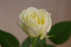 ティネケ　バラ（薔薇）