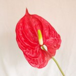 トロピカル　アンスリウム