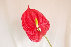 トロピカル　アンスリウム