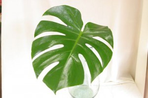 モンステラ