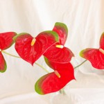 ミッキーマウス　アンスリウム（アンスリューム）