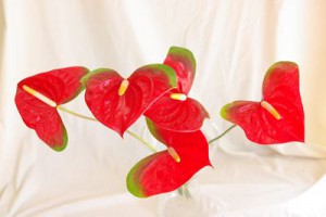 ミッキーマウス　アンスリウム（アンスリューム）