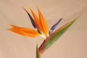 ストレリチア（極楽鳥花）