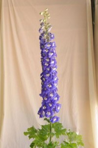 デルフィニウム