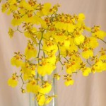 ゴアラムジー　オンシジウム