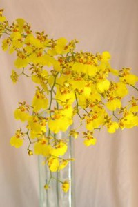 ゴアラムジー　オンシジウム