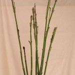 とくさ（木賊）