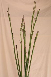 とくさ（木賊）